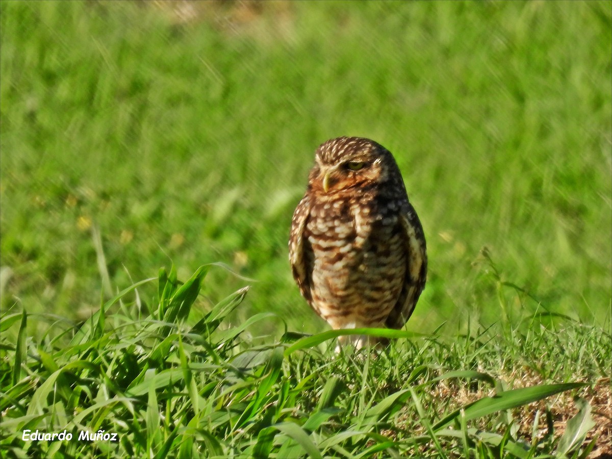 Burrowing Owl - Hermann Eduardo Muñoz