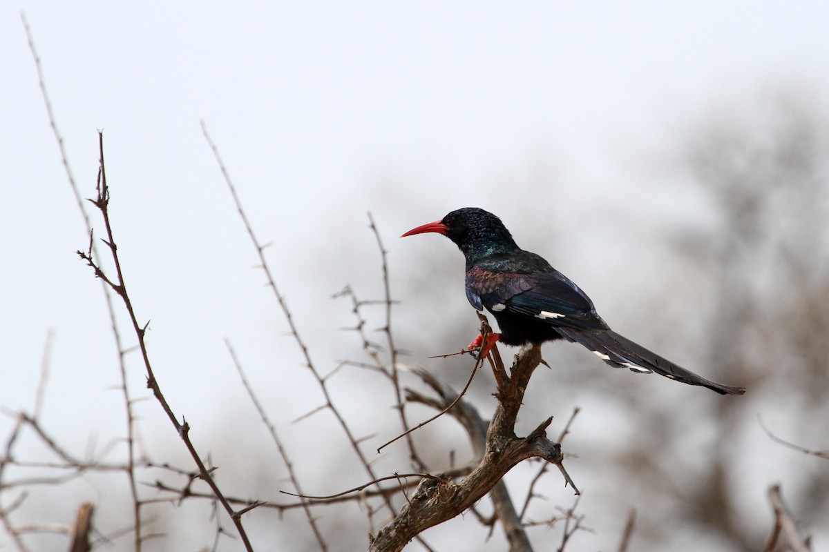 Green Woodhoopoe - Stuart Cooney