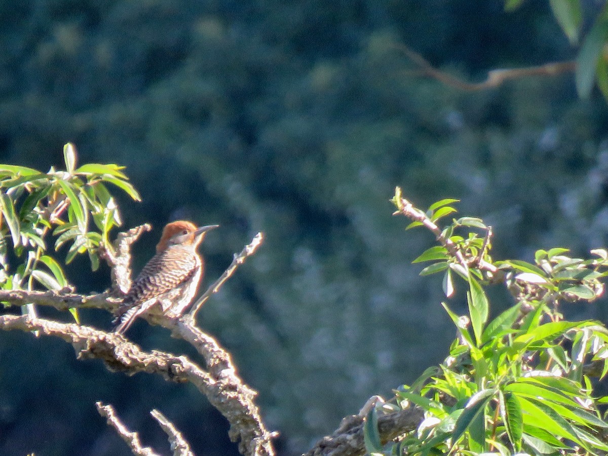 Northern Flicker (Guatemalan) - ML608627231