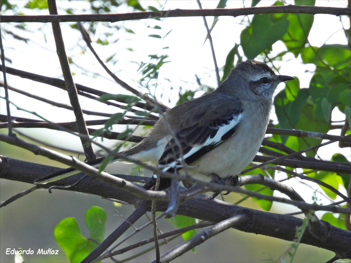 White-banded Mockingbird - Hermann Eduardo Muñoz