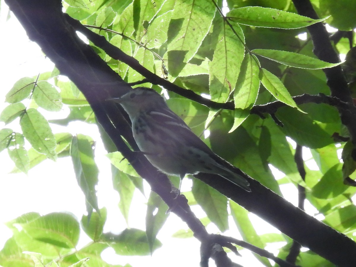Black-and-white Warbler - ML608627316