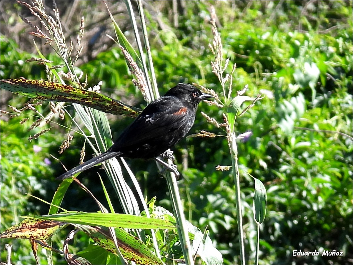 Variable Oriole - ML608627322