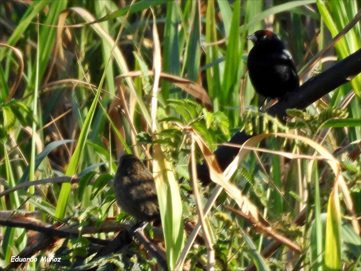 Chestnut-capped Blackbird - ML608627335