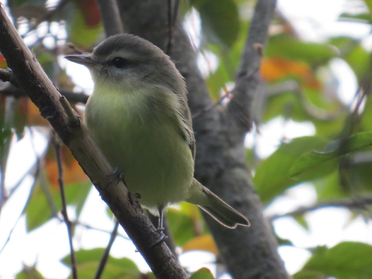 Philadelphia Vireo - ML608627384