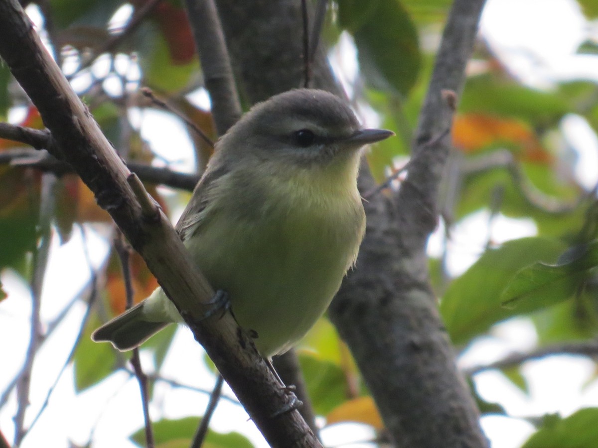 Philadelphia Vireo - ML608627388