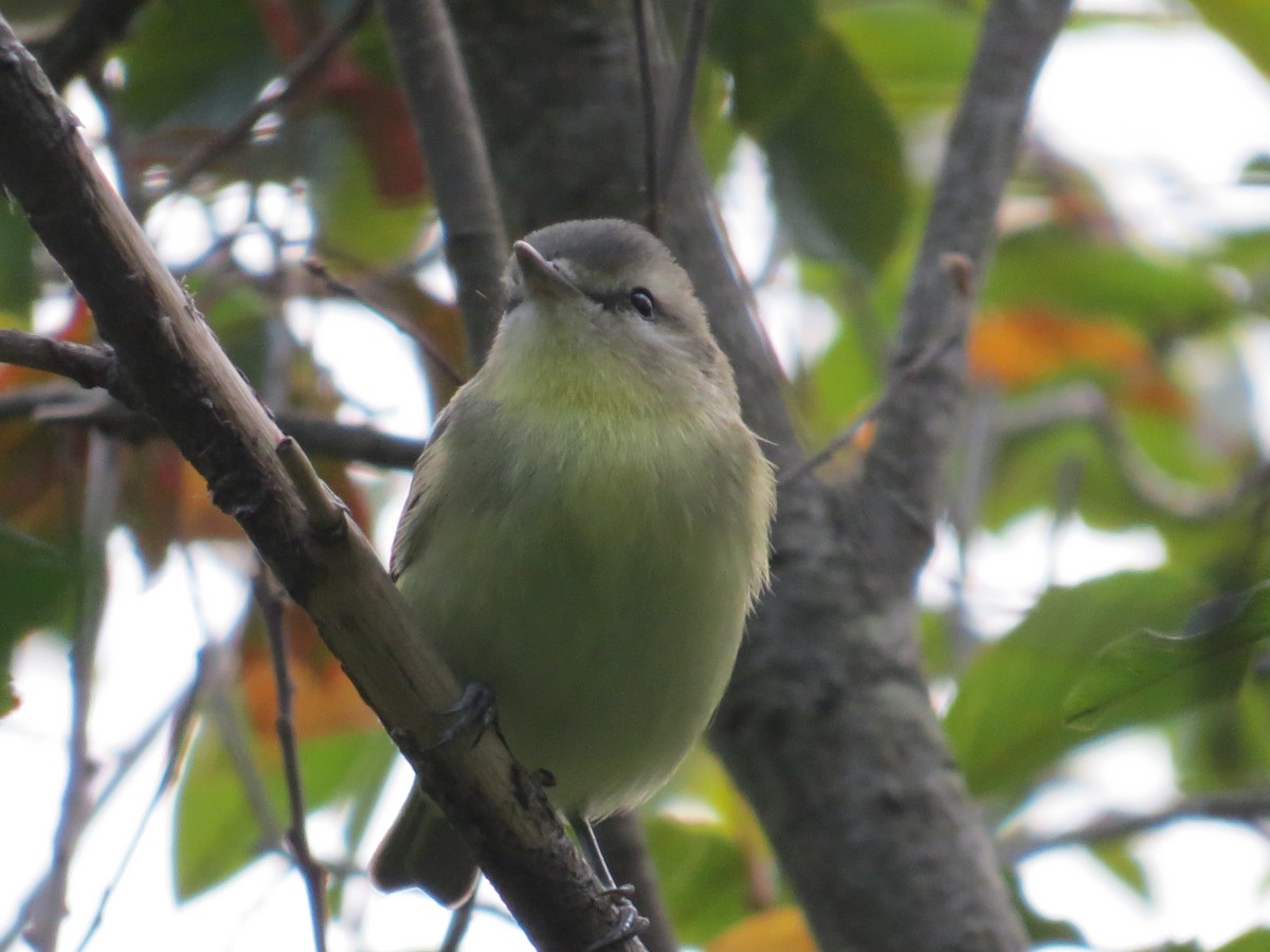 Philadelphia Vireo - ML608627394