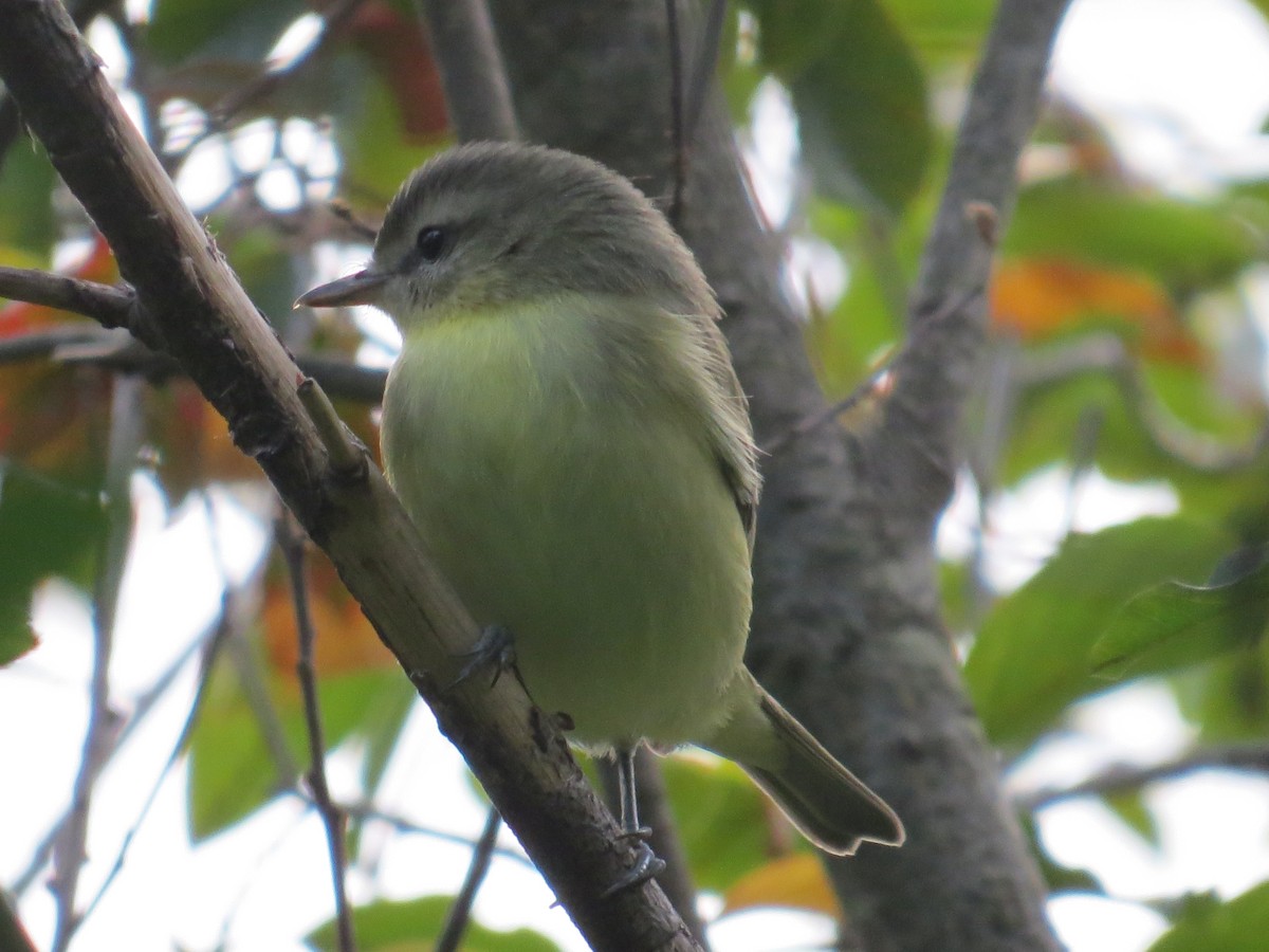 Philadelphia Vireo - Ethan Maynard