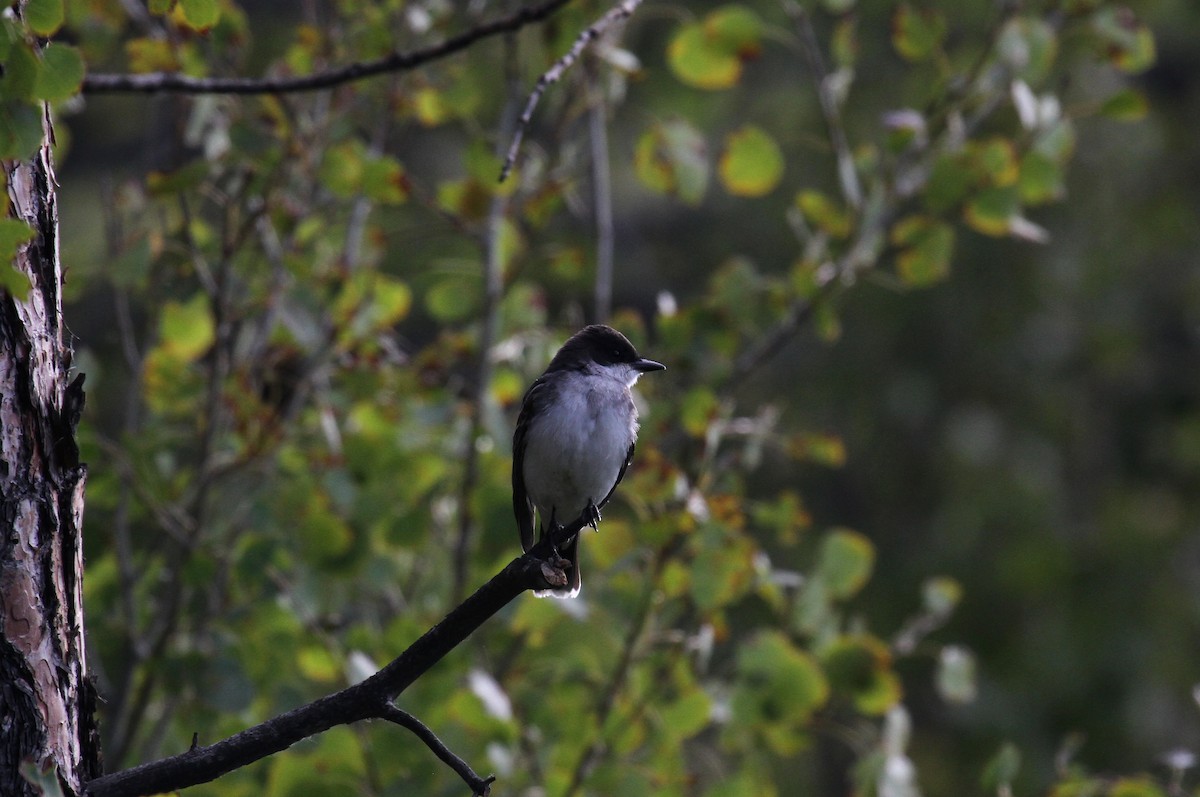 Eastern Kingbird - ML608627441