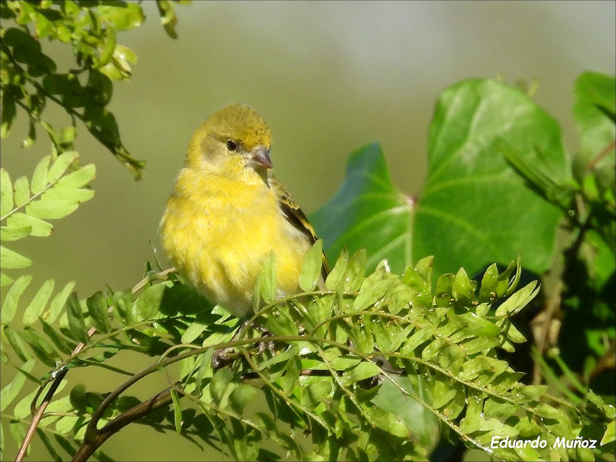 Hooded Siskin - Hermann Eduardo Muñoz