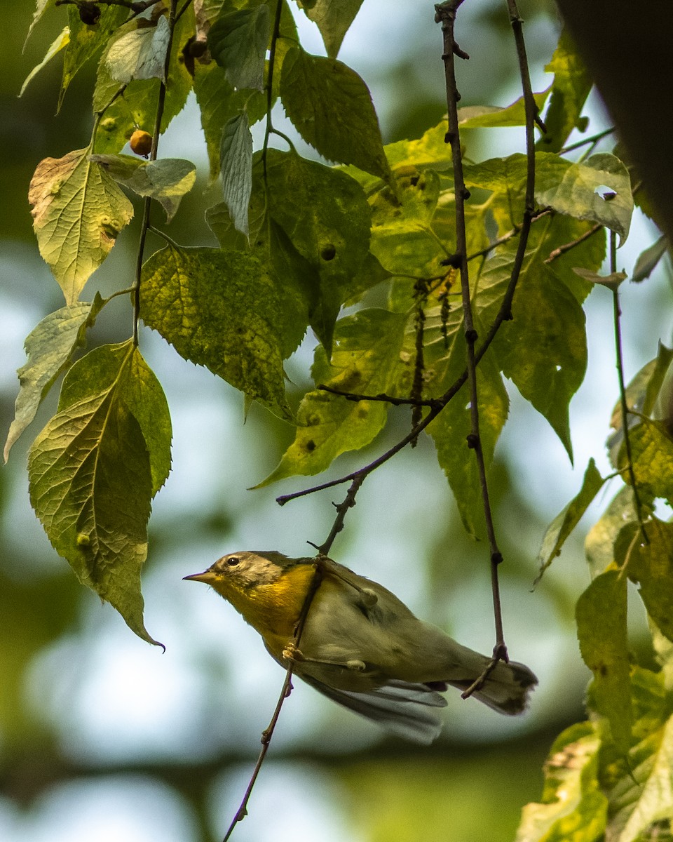 Magnolia Warbler - ML608627562