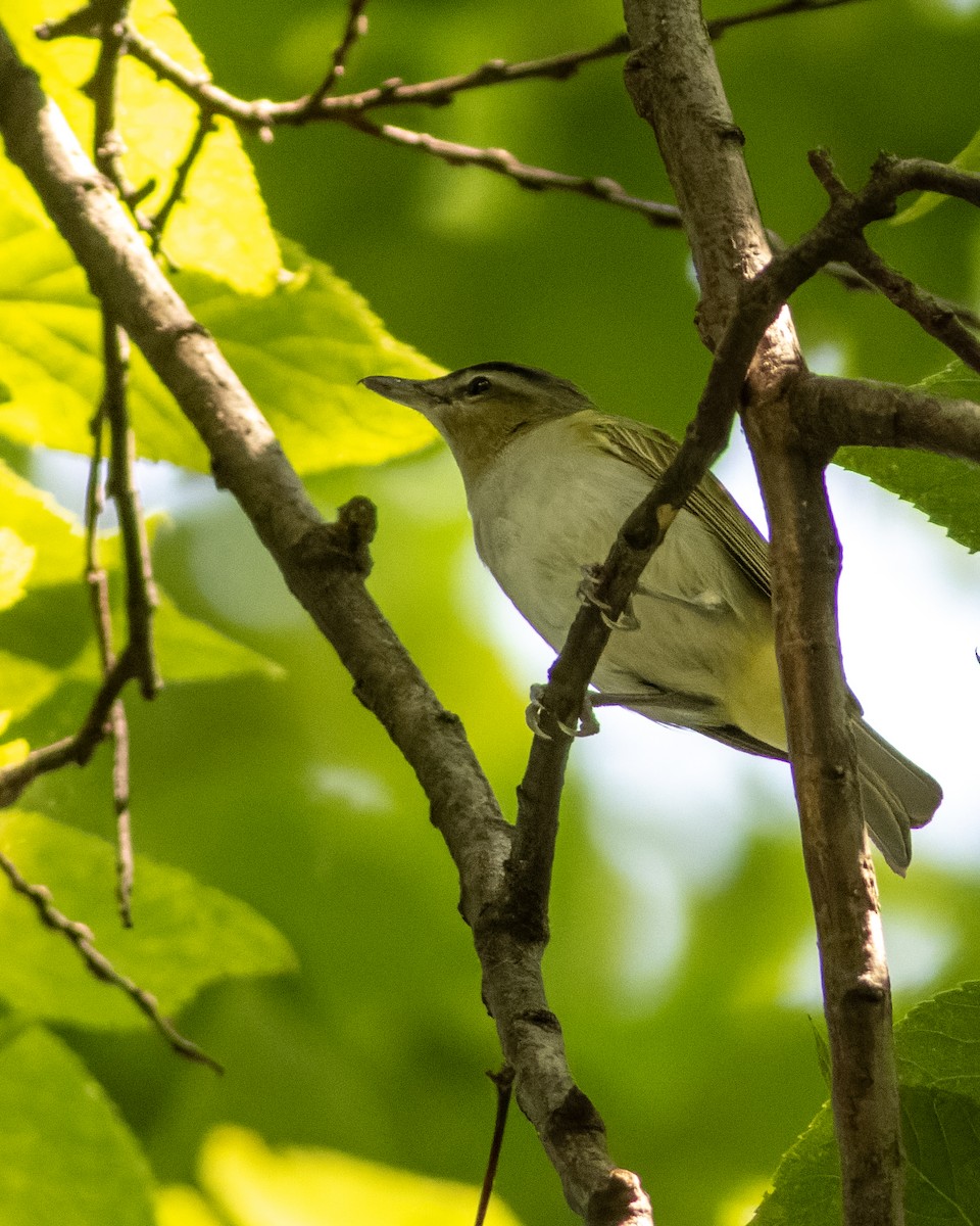 Red-eyed Vireo - ML608627569