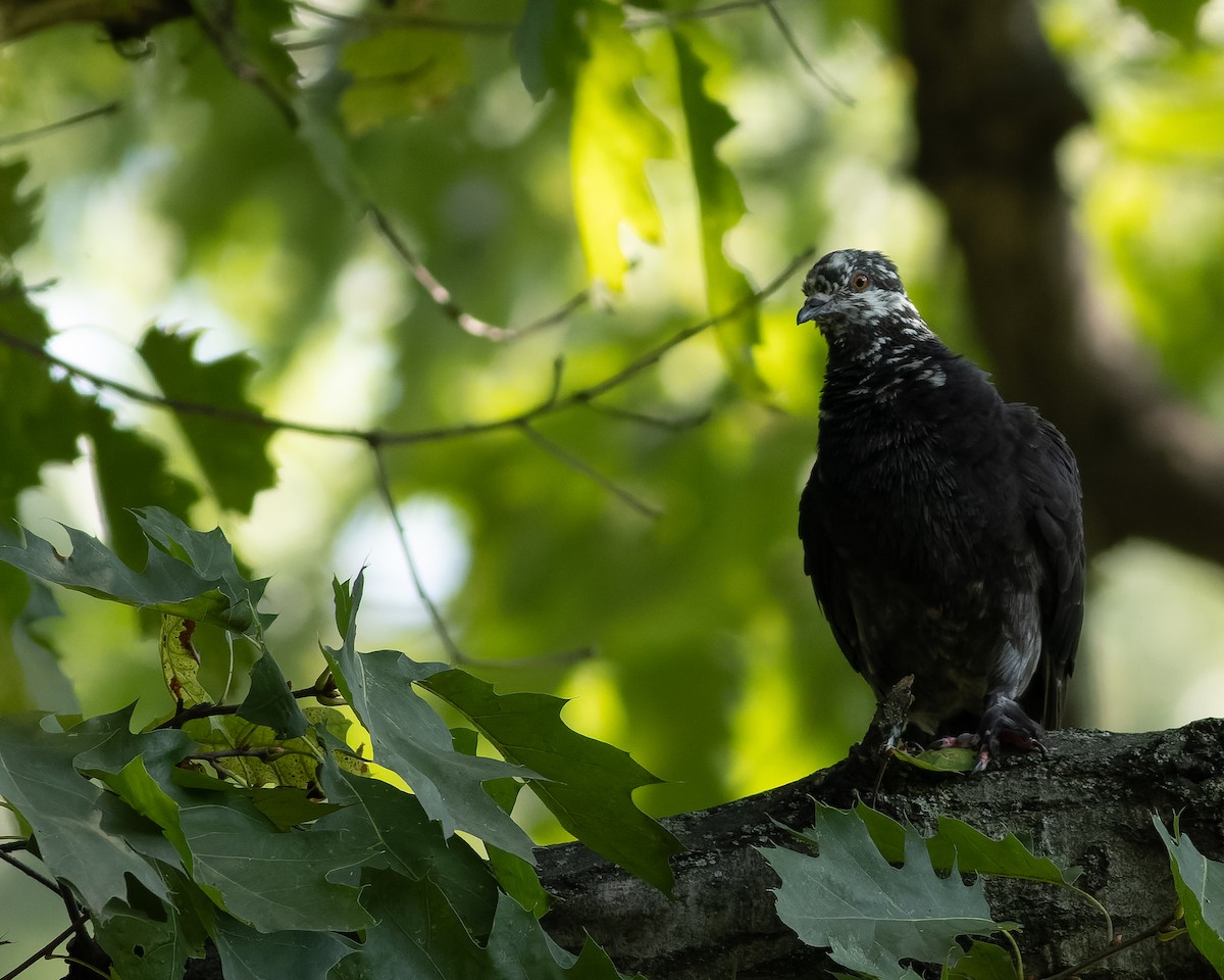 Rock Pigeon (Feral Pigeon) - ML608627575