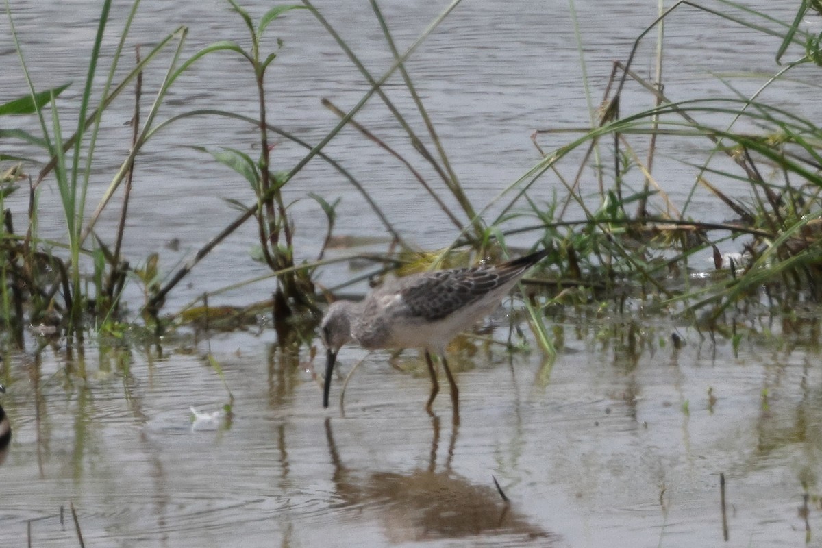 Stilt Sandpiper - Roi & Debbie Shannon