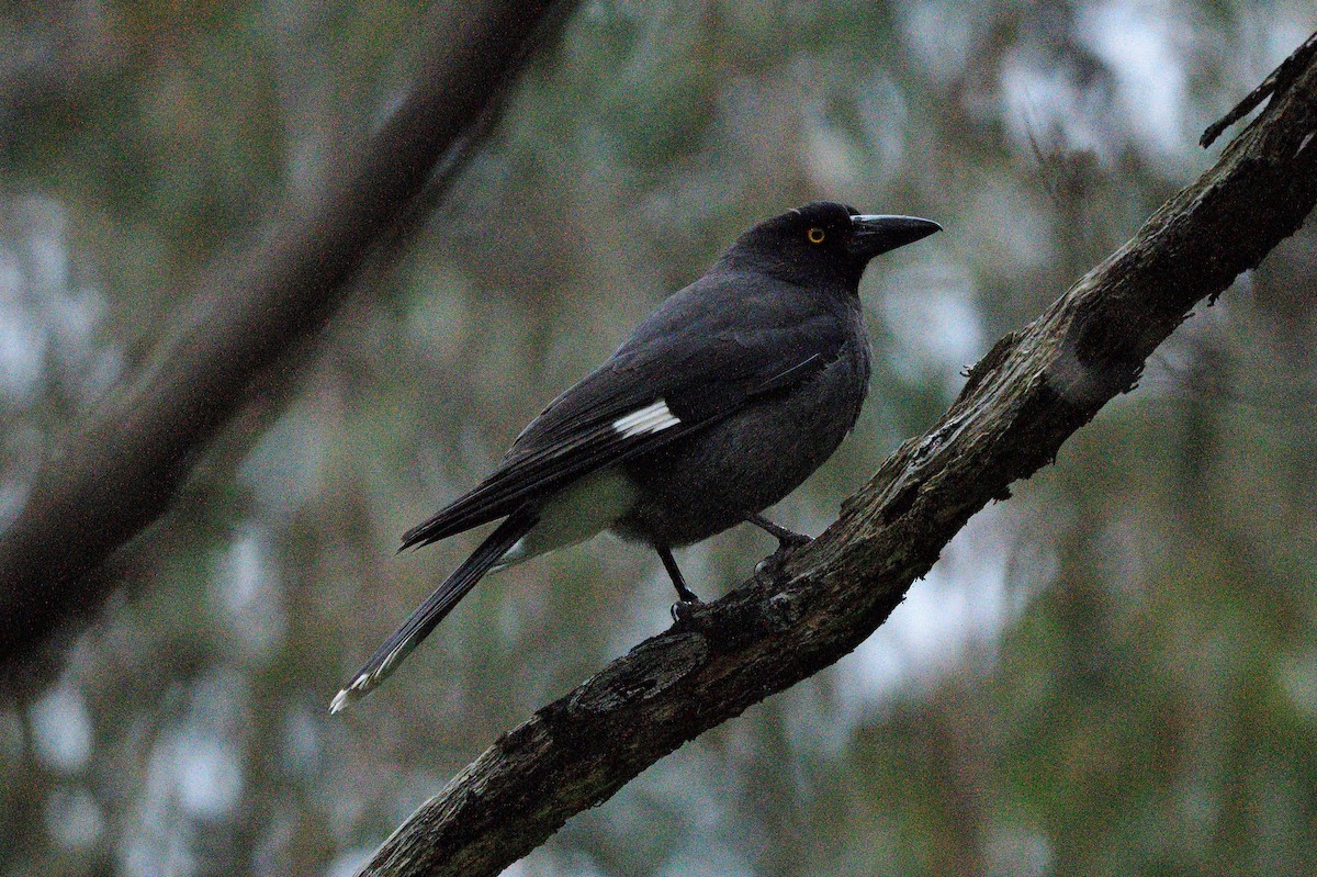 Pied Currawong - ML608627626