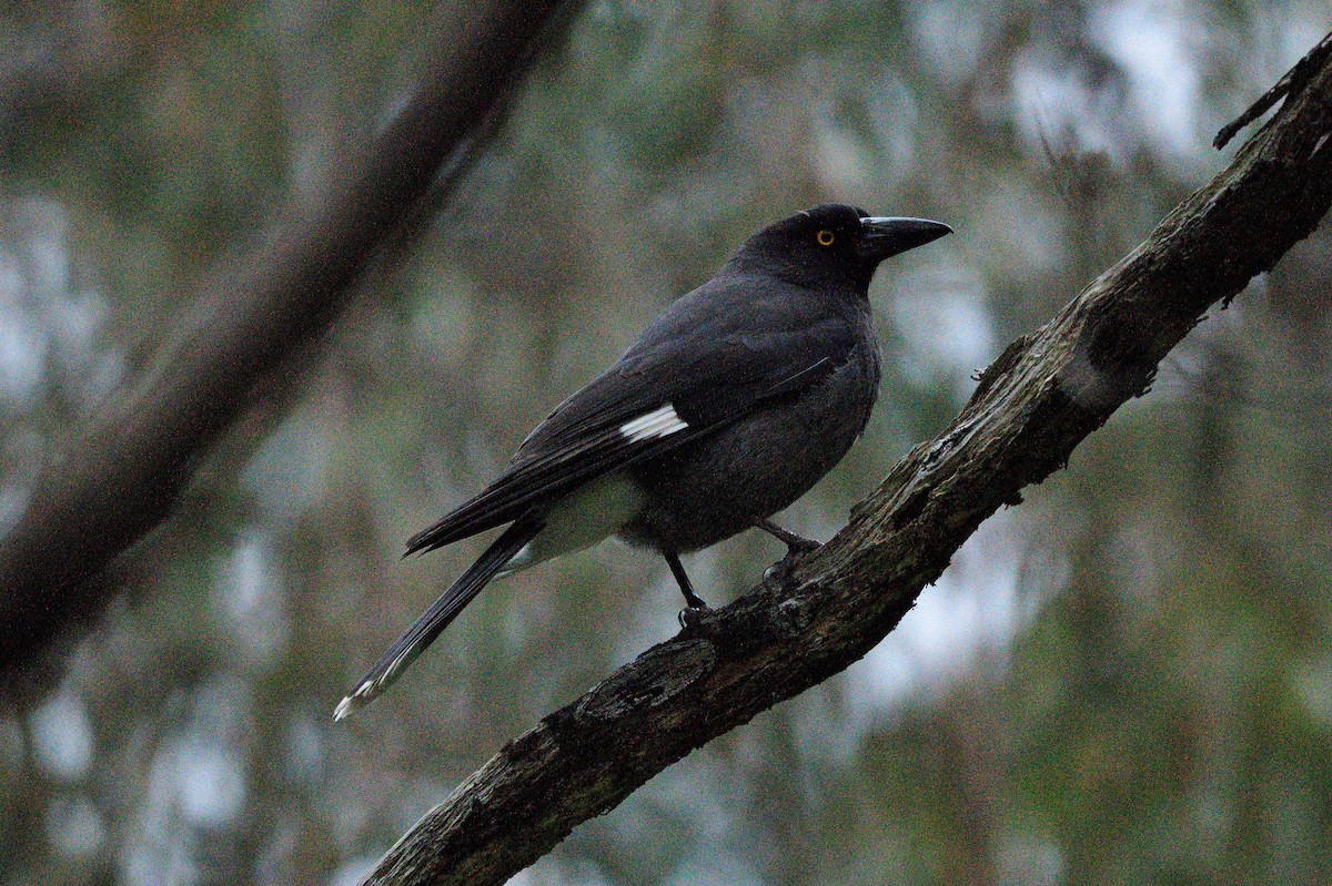 Pied Currawong - Ken Crawley