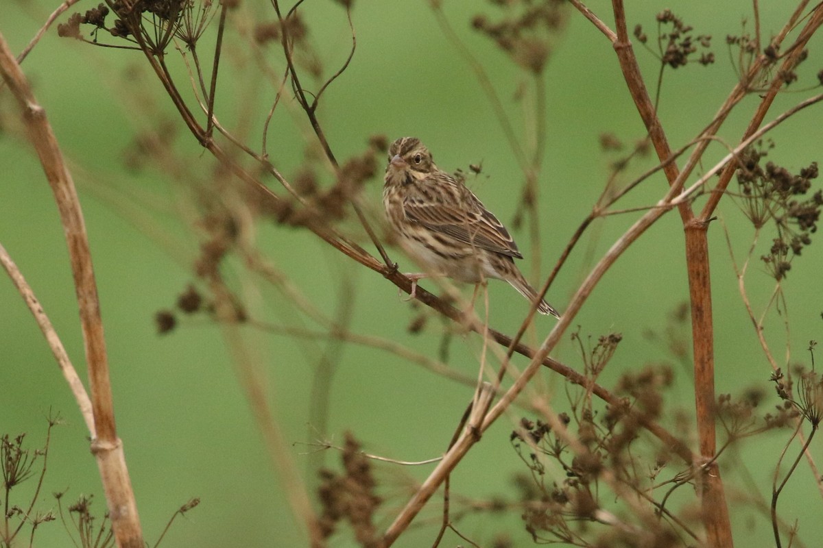 Savannah Sparrow - Andy Bridges