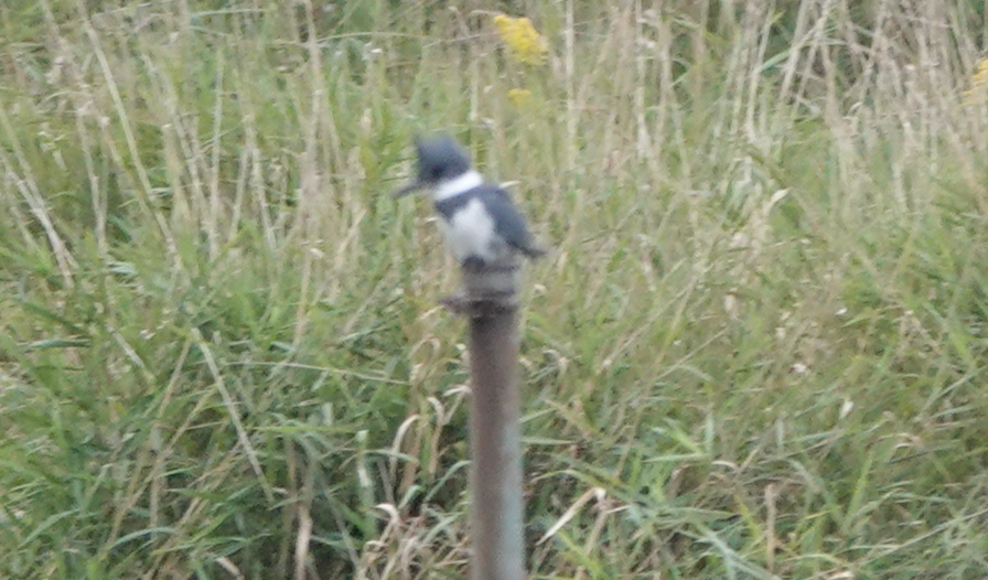 Belted Kingfisher - ML608627758