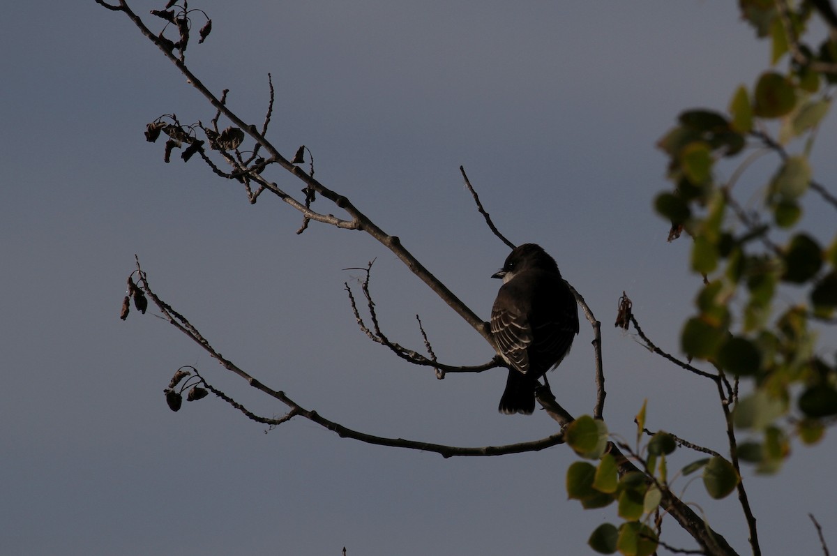 Eastern Kingbird - ML608627799