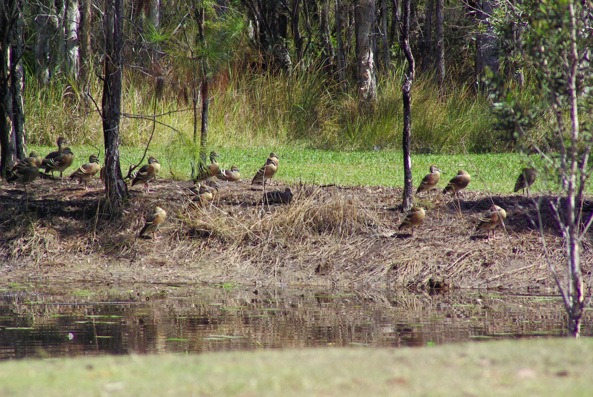 Plumed Whistling-Duck - ML608627841