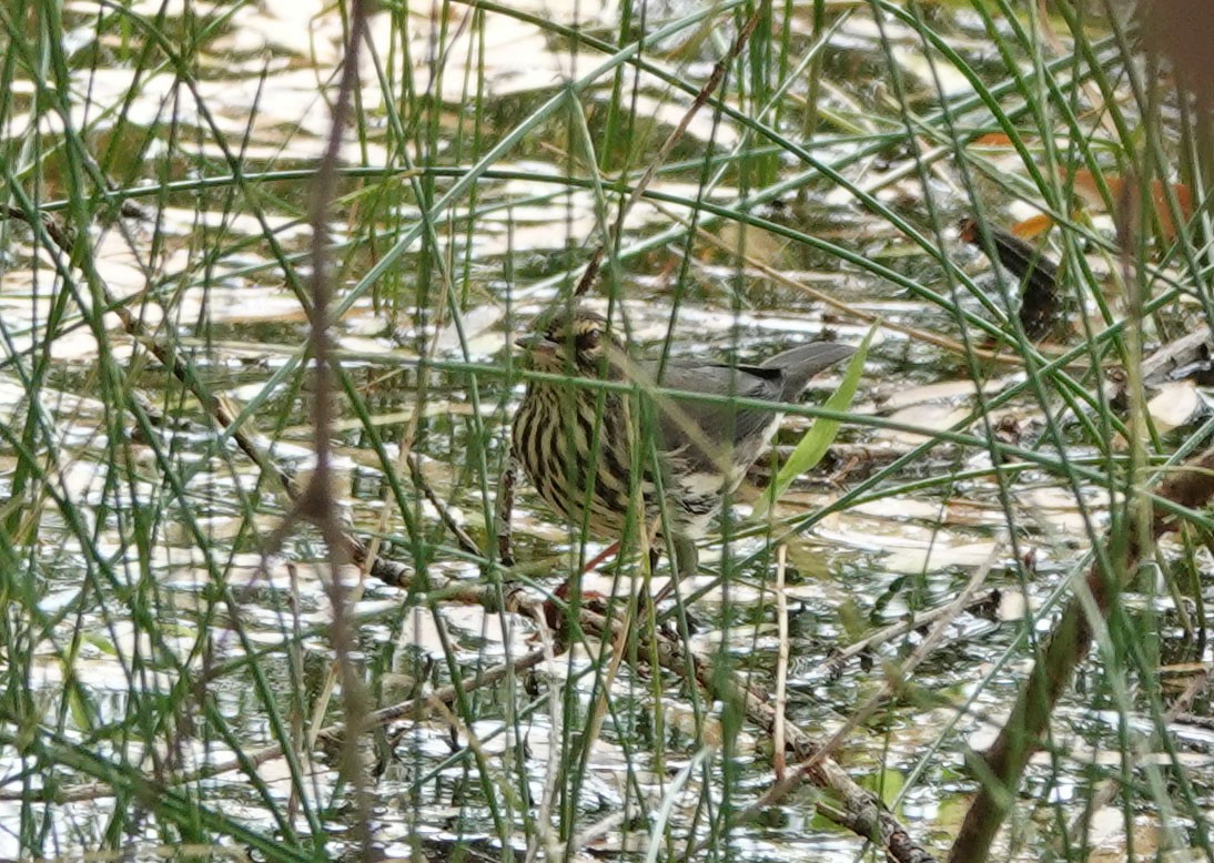 Northern Waterthrush - Cathy Beck