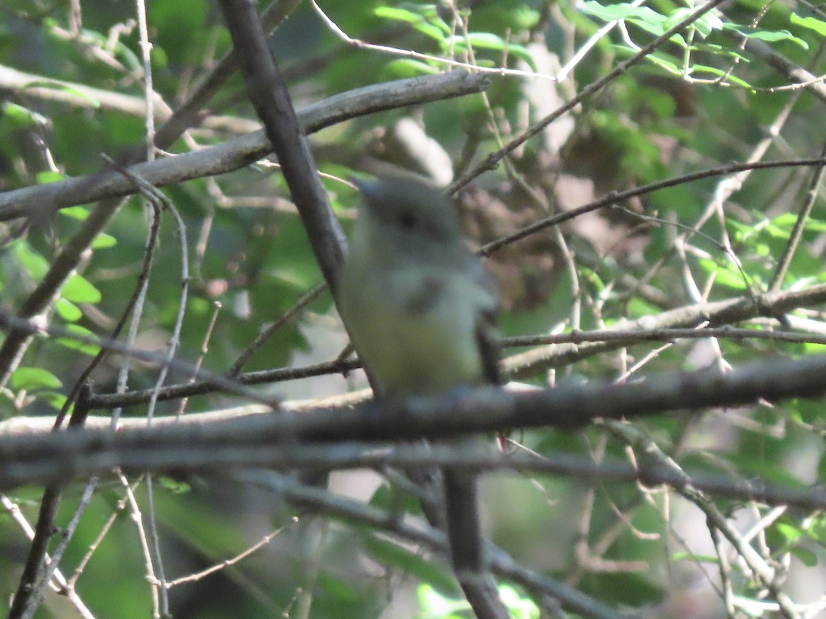 Yellow-bellied Flycatcher - ML608628119