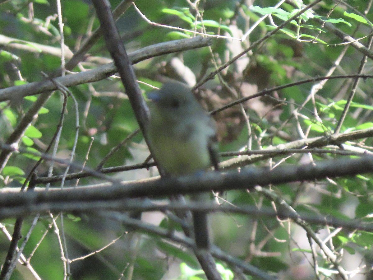 Yellow-bellied Flycatcher - ML608628120