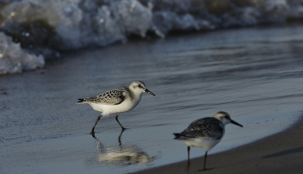 Sanderling - ML608628132