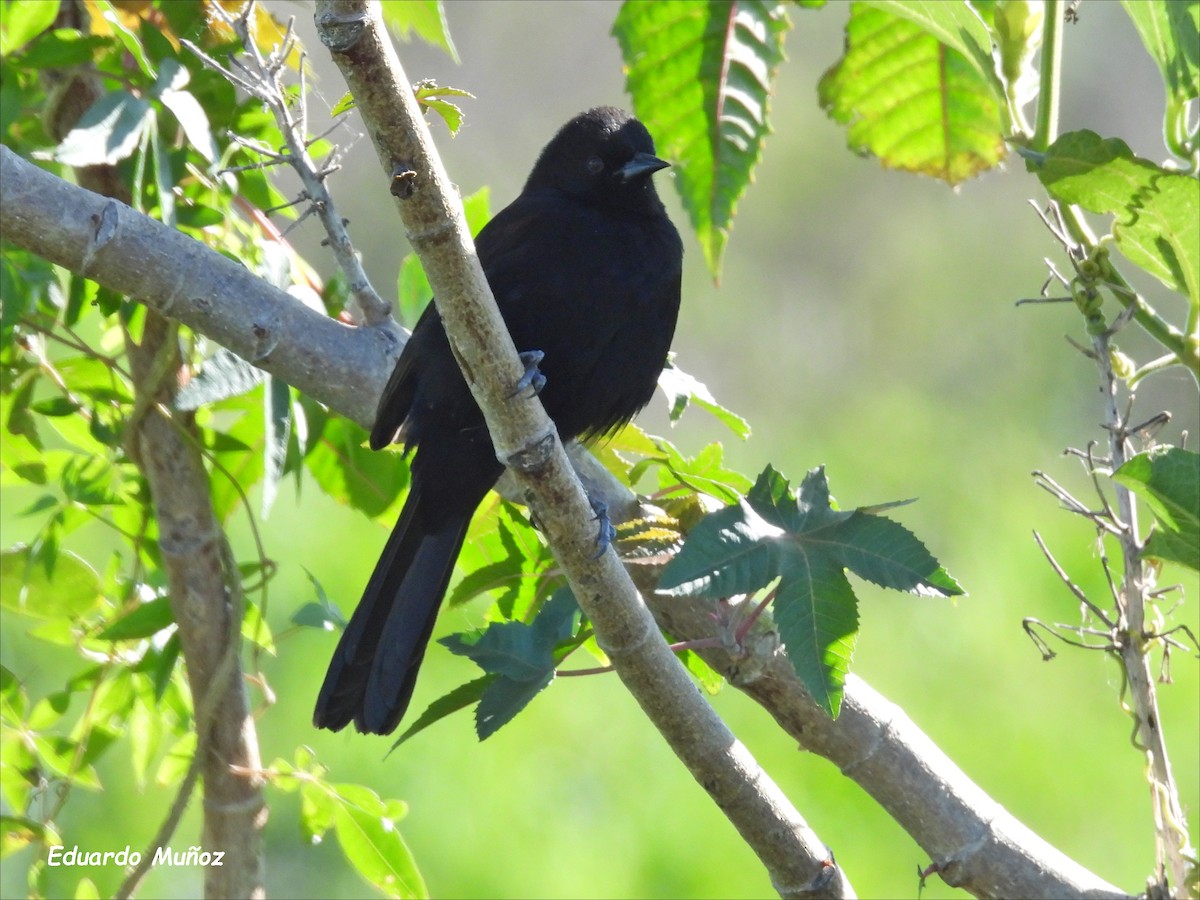 Variable Oriole - Hermann Eduardo Muñoz