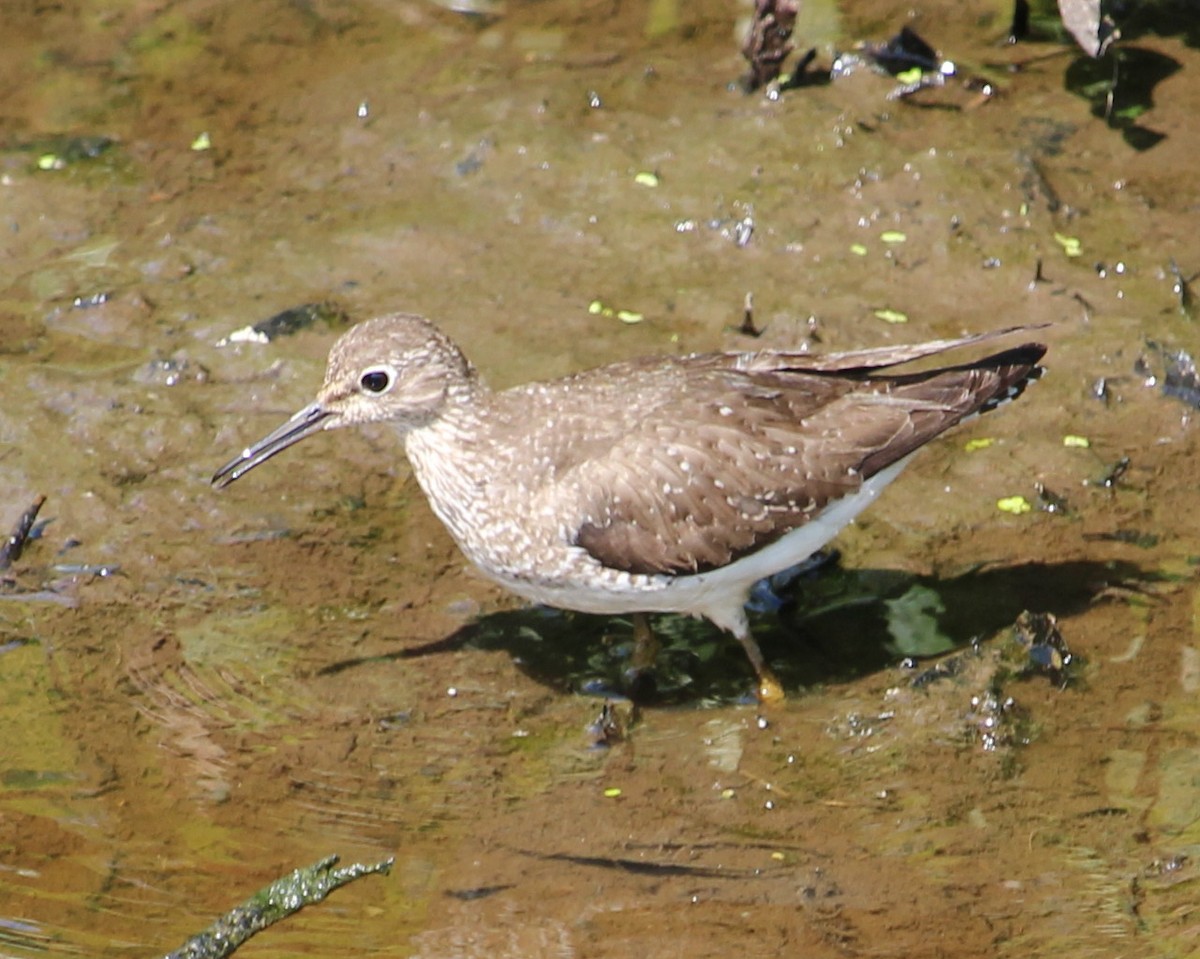 Solitary Sandpiper - ML608628172