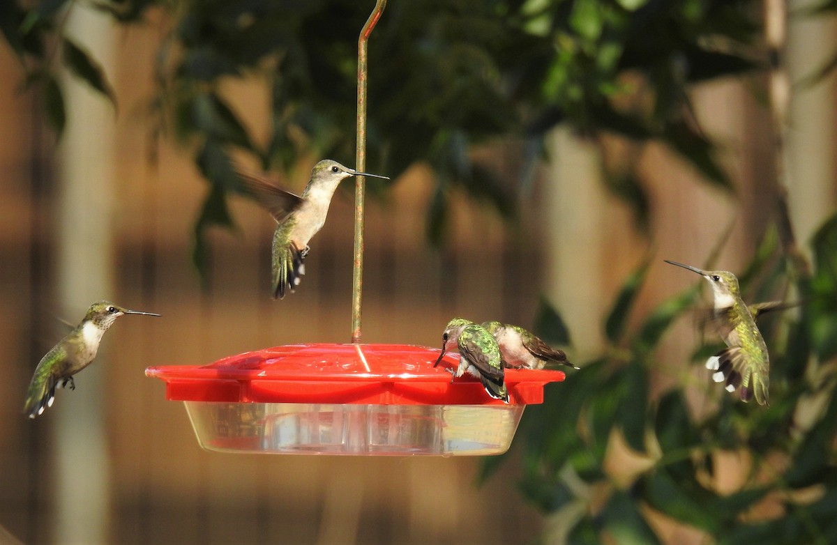 Ruby-throated Hummingbird - Caden Williams