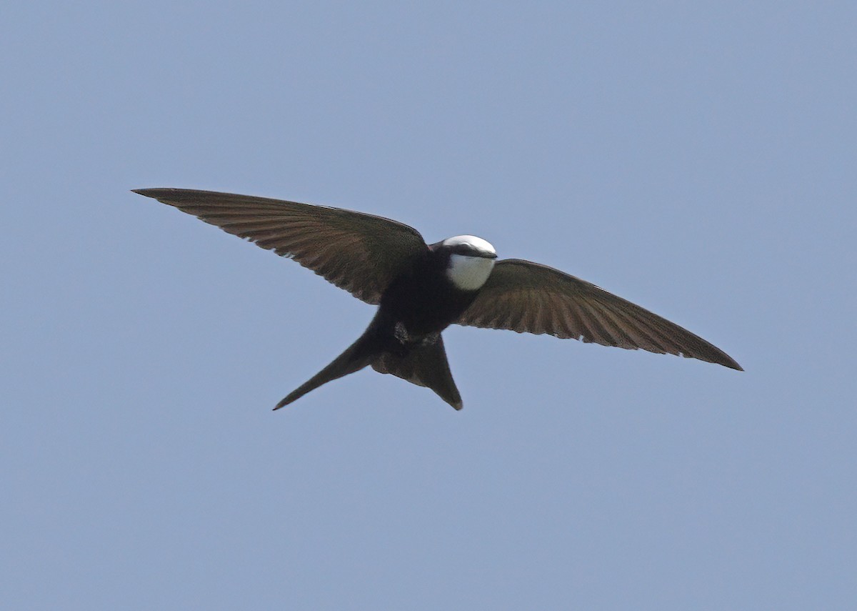 White-headed Sawwing - sheau torng lim