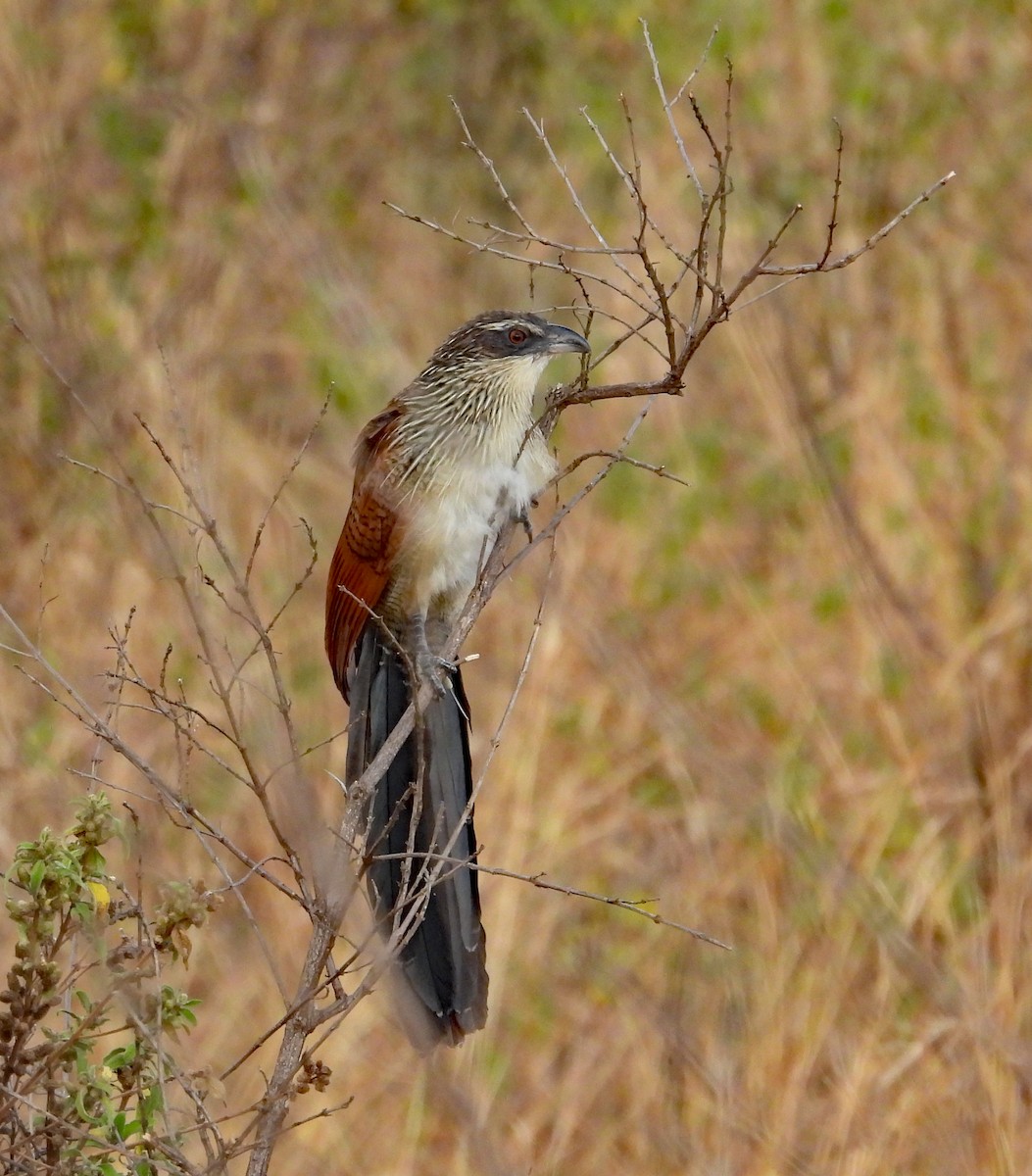 White-browed Coucal - ML608628362