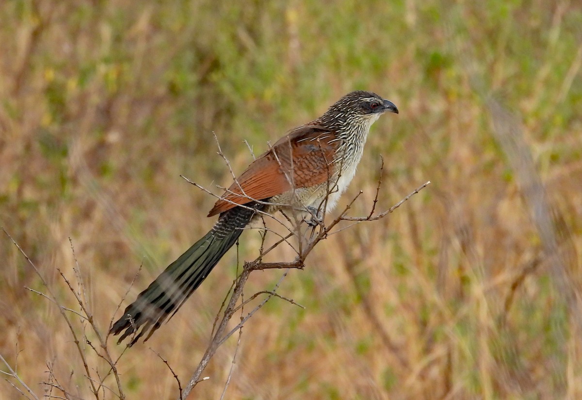 White-browed Coucal - ML608628363