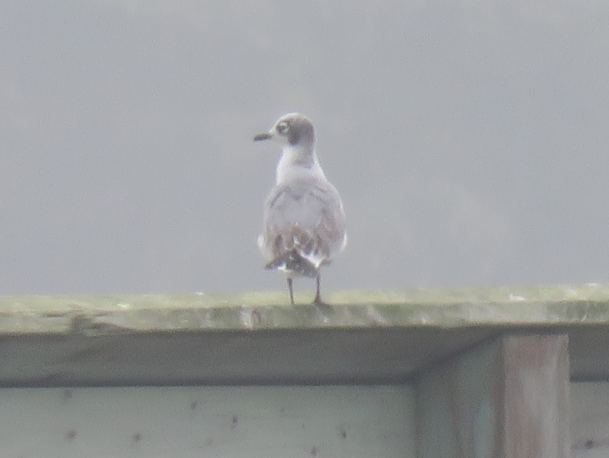 Franklin's Gull - ML608628381