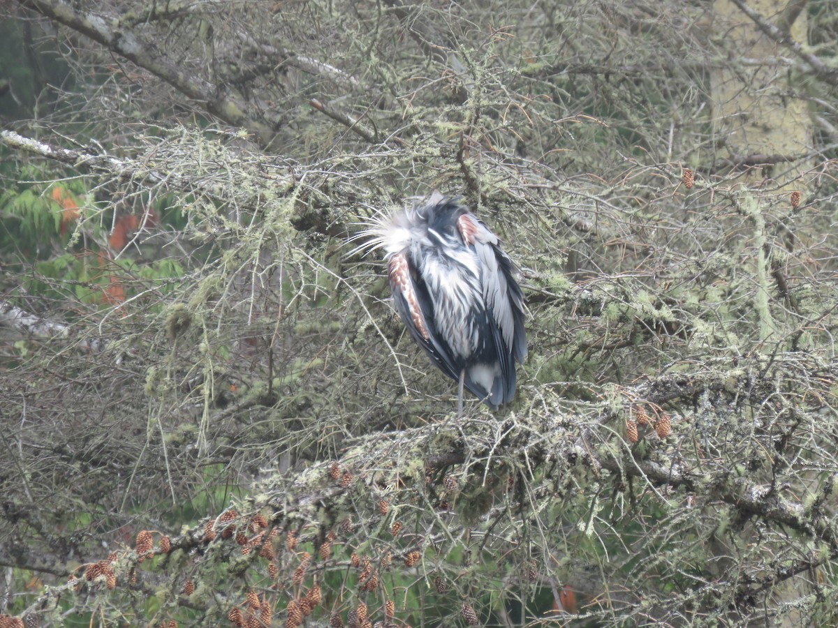 Great Blue Heron (Great Blue) - ML608628403