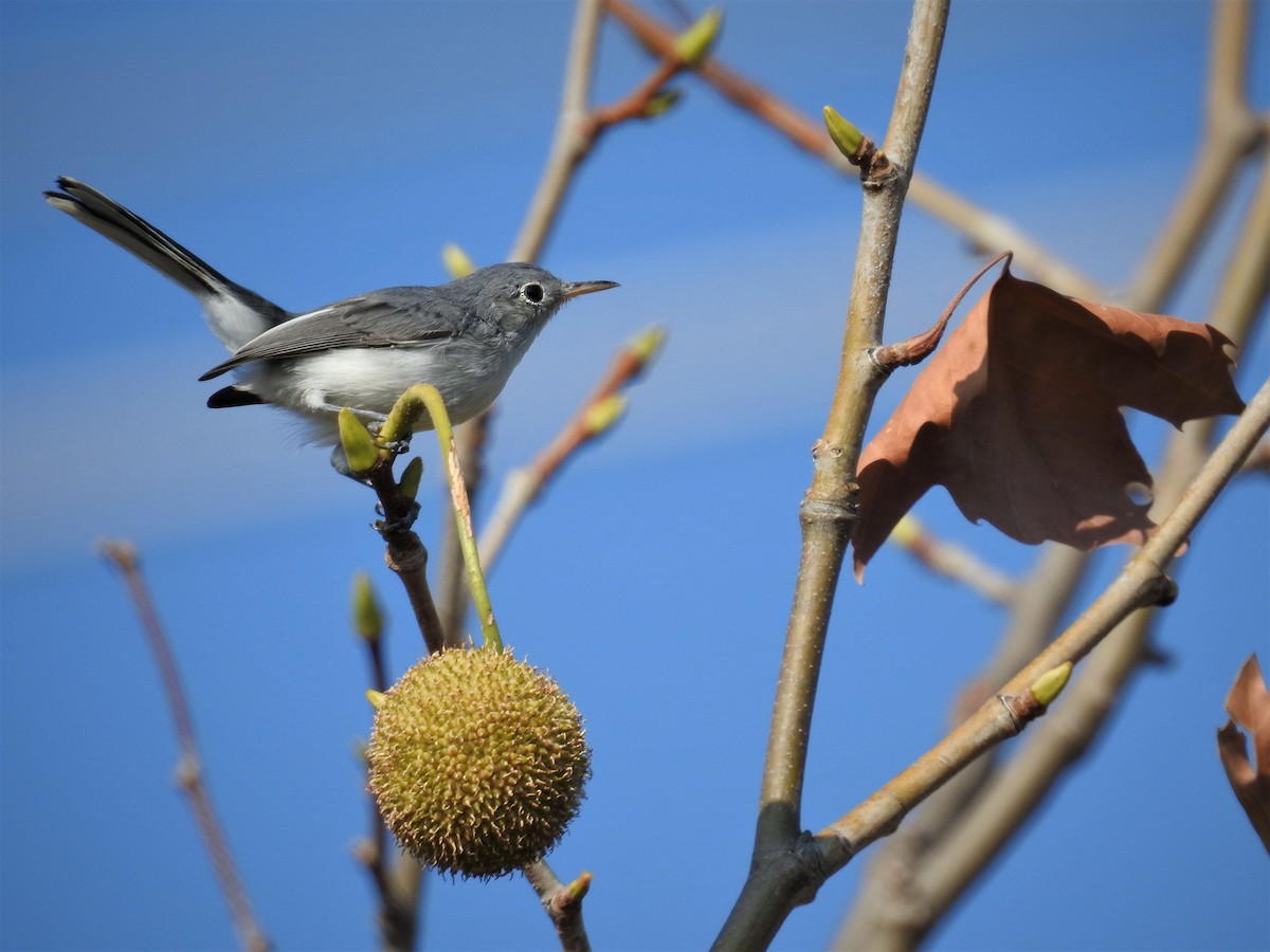 Blue-gray Gnatcatcher - ML608628404