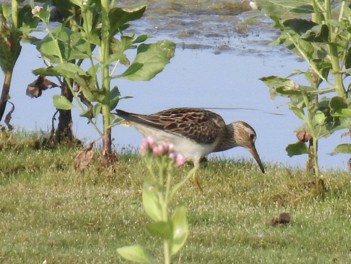 Pectoral Sandpiper - ML608628412