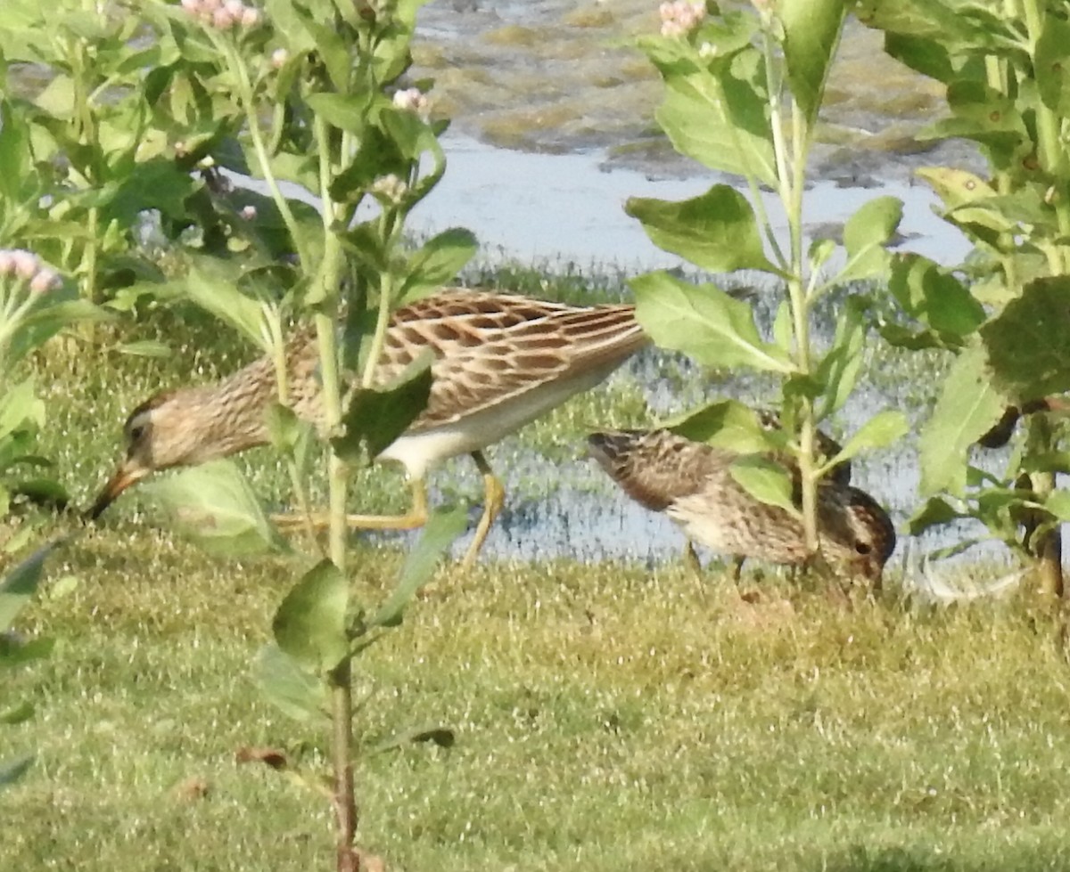 Pectoral Sandpiper - ML608628413