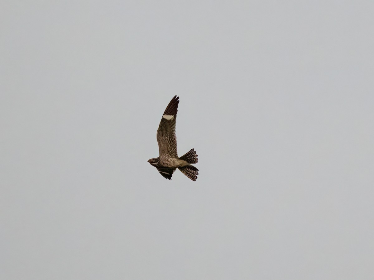 Common Nighthawk - Sheila Ellwood