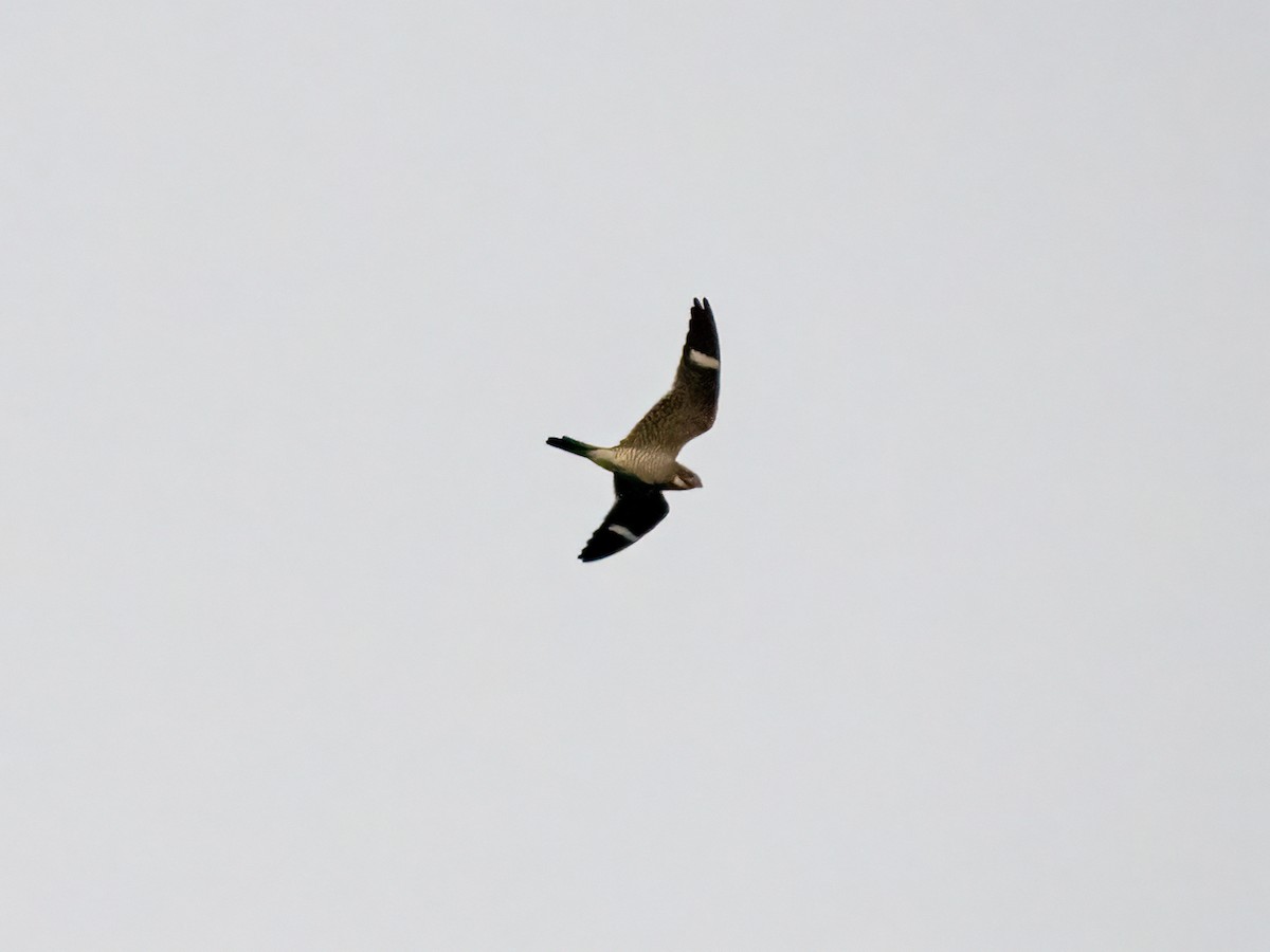 Common Nighthawk - Sheila Ellwood