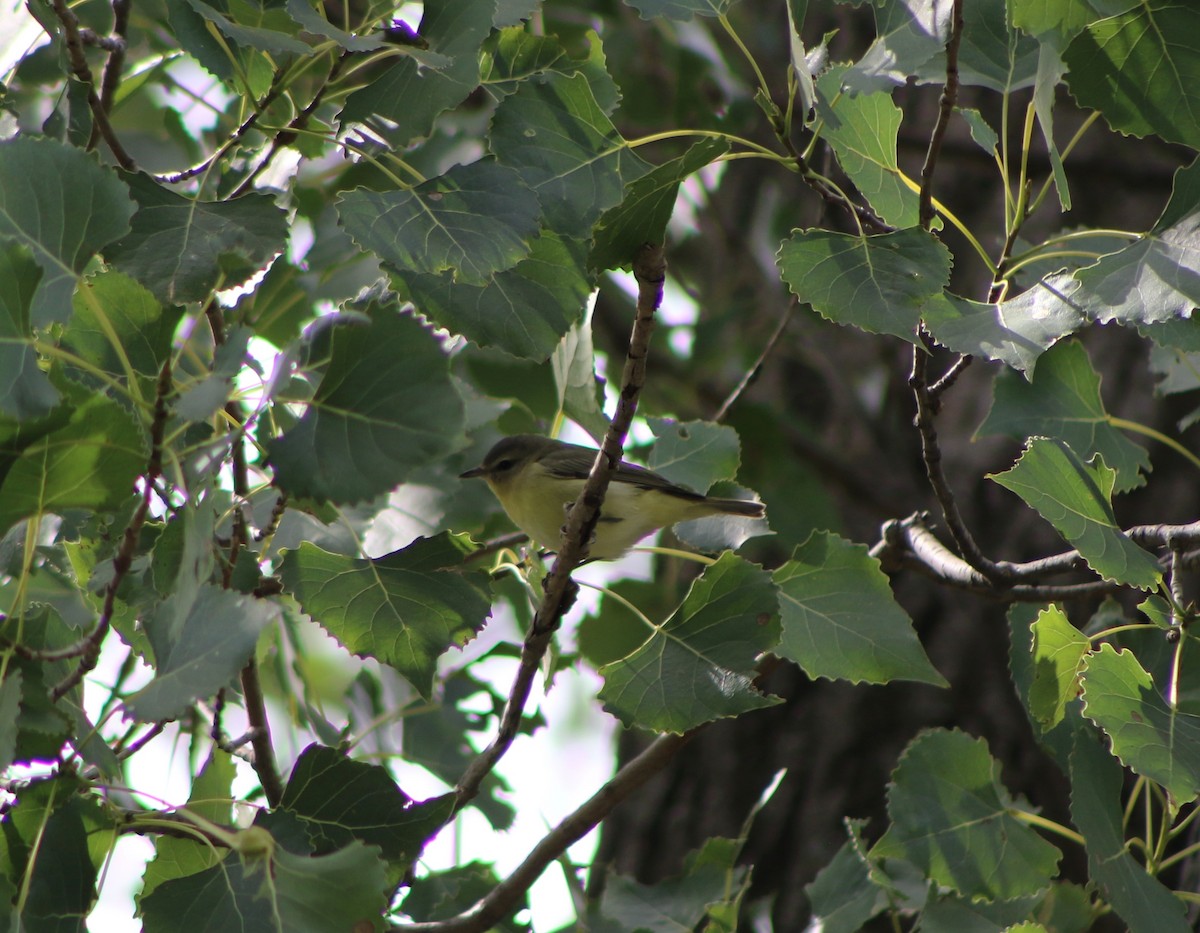 Philadelphia Vireo - ML608628443