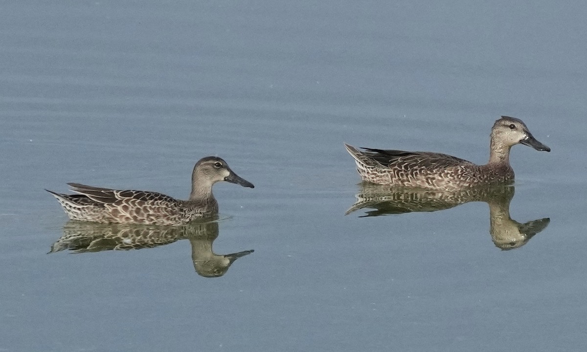 Blue-winged Teal - ML608628472