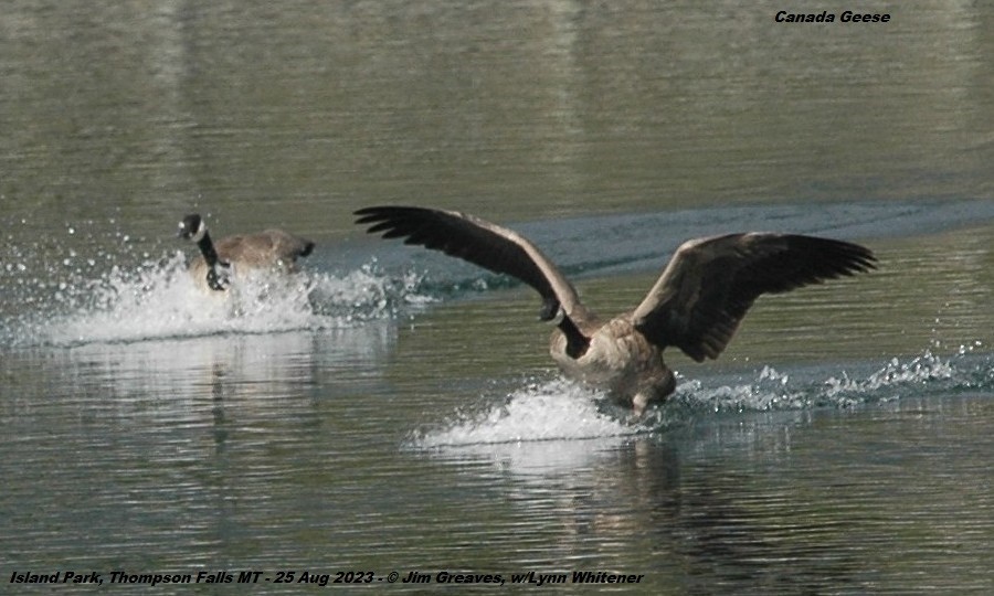 Canada Goose - Jim Greaves