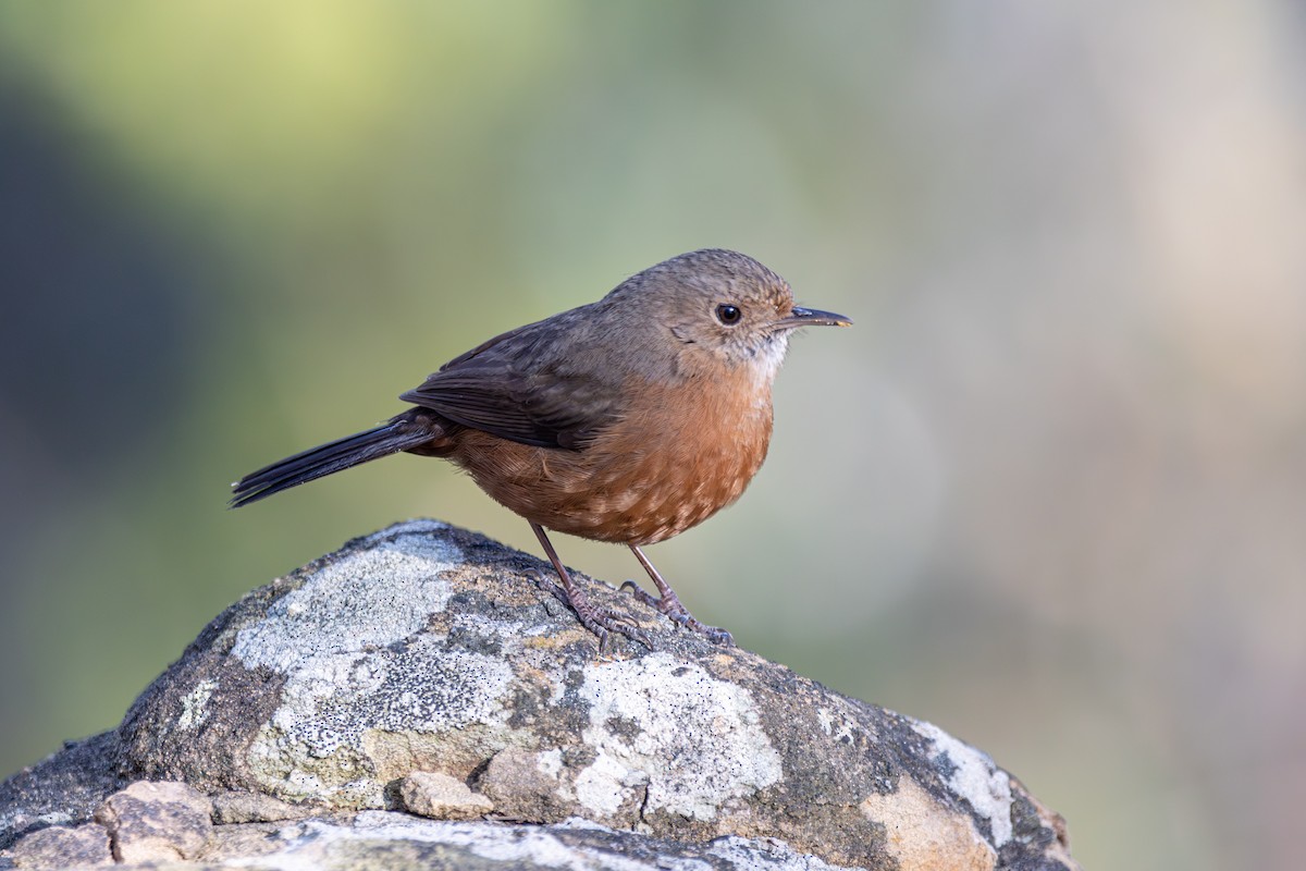 Rockwarbler - Russell Campbell