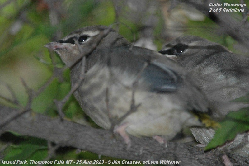 Cedar Waxwing - ML608628527