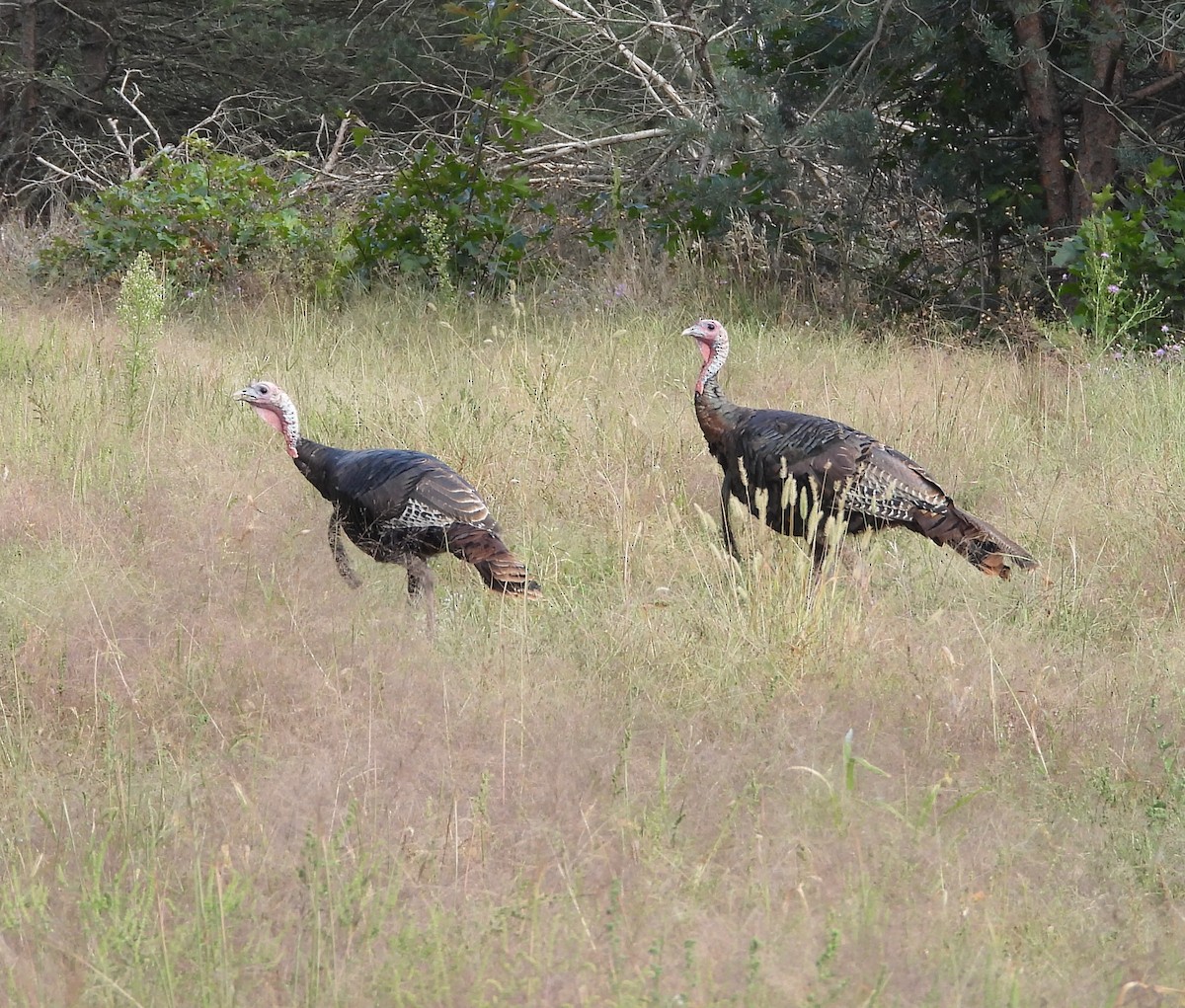 Wild Turkey - ML608628540