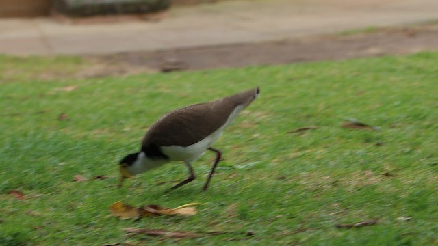 Masked Lapwing - ML608628624