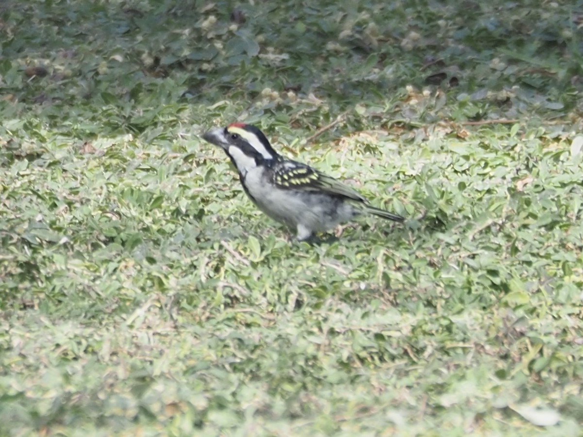 Pied Barbet - ML608628688