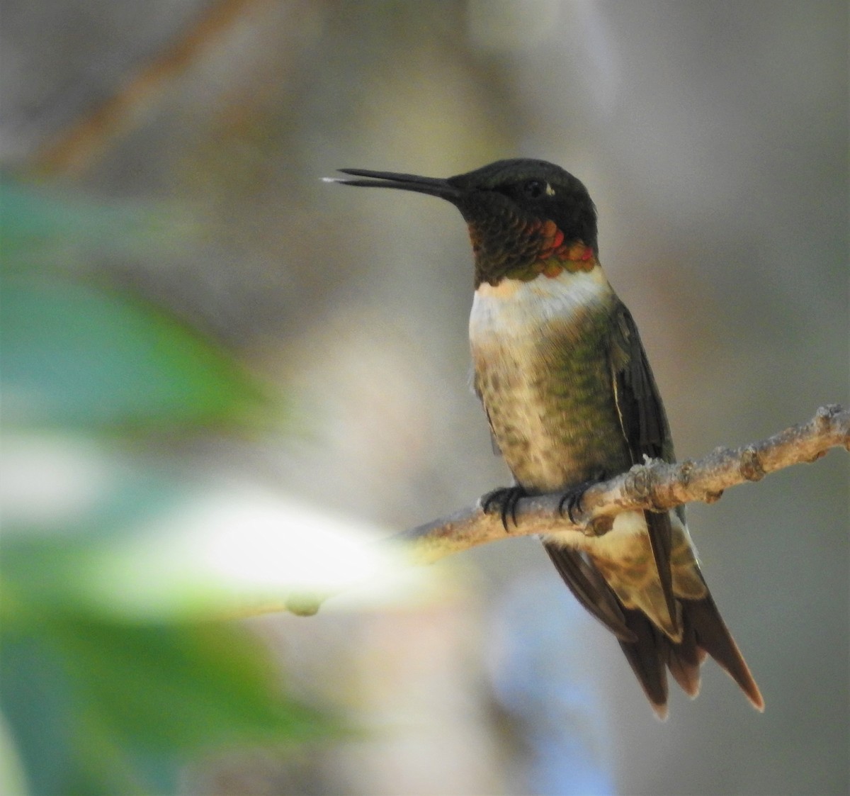 Ruby-throated Hummingbird - Caden Williams