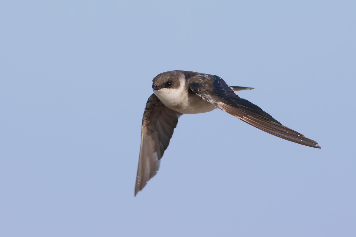 Tree Swallow - ML608628740